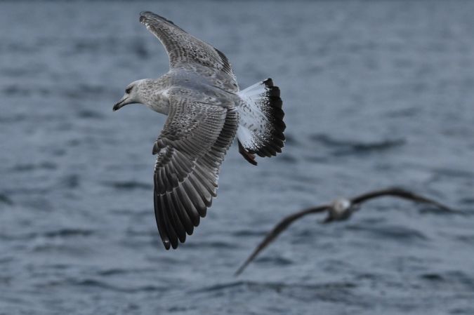 Goéland argenté  - Jean-Marc Fivat